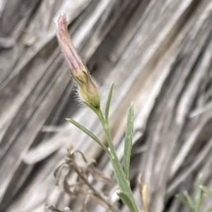 Convolvulus oleifolius - Dark, patent hair on sepals