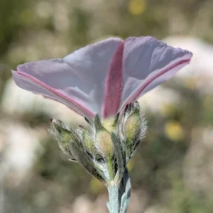 Convolvulus oleifolius - Indumentum