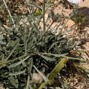 Convolvulus oleifolius - Leaves