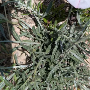 Convolvulus oleifolius - Leaves