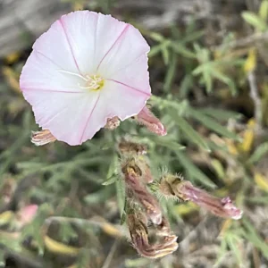 Convolvulus oleifolius - Patent hair on sepals