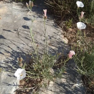 Convolvulus oleifolius - Plant