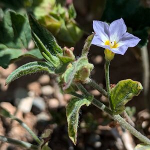 Convolvulus pentapetaloides