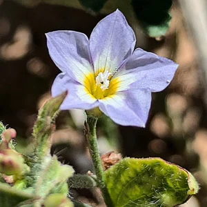 Convolvulus pentapetaloides