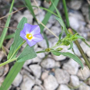 Convolvulus pentapetaloides
