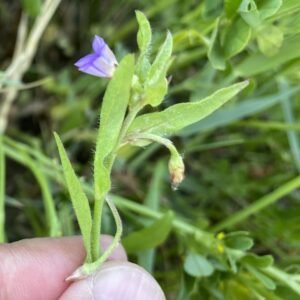 Convolvulus pentapetaloides - Lanceolate eaves and Peduncles