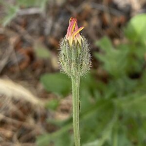 Crepis foetida subsp. foetida Involucre and florets