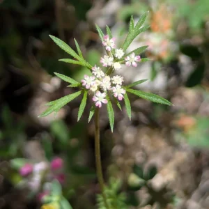 Daucus involucratus