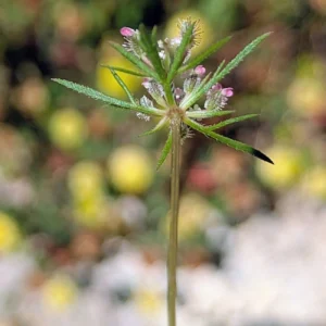 Daucus involucratus