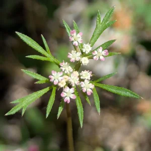 Daucus involucratus