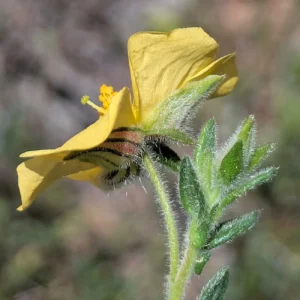 Helianthemum stipulatum - Sepals
