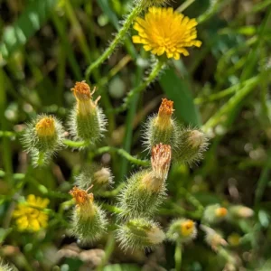 Hypochaeris achyrophorus