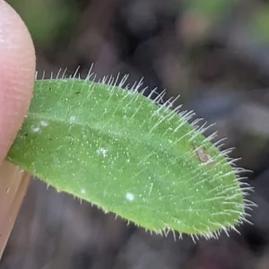 Hypochaeris achyrophorus Basal leaf surface