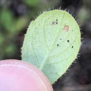 Hypochaeris achyrophorus Basal leaf underneath