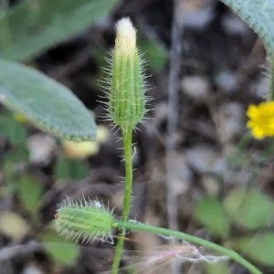 Hypochaeris achyrophorus Flower head after the flowering period