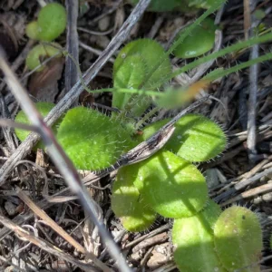 Hypochaeris achyrophorus Rosette
