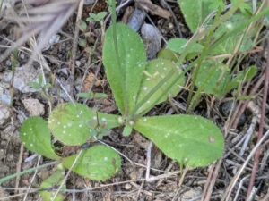 Hypochaeris achyrophorus Rosettes