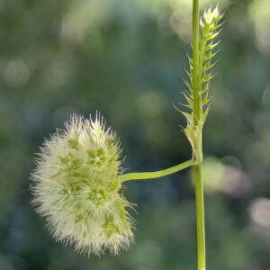 Lagoecia cuminoides