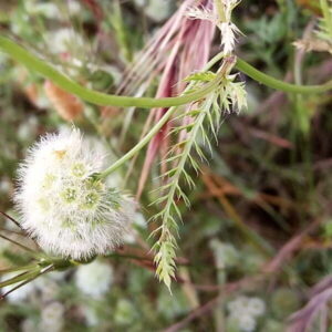 Lagoecia cuminoides