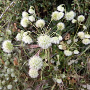 Lagoecia cuminoides Plants