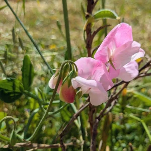 Lathyrus odoratus