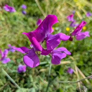 Lathyrus odoratus purple
