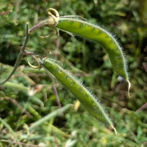 Lathyrus odoratus - Seed pods