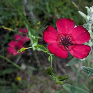 Linum grandiflorum Desf.