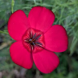 Linum grandiflorum Desf.