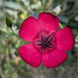 Linum grandiflorum Desf.