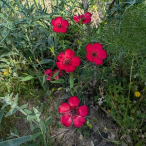 Linum grandiflorum Desf.