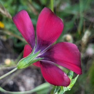 Linum grandiflorum Desf.