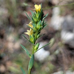 Linum strictum subsp. spicatum