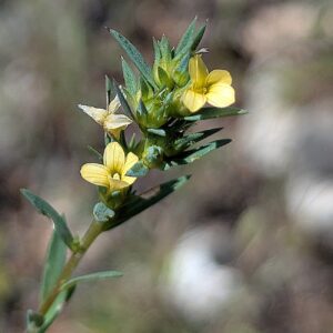 Linum strictum subsp. spicatum