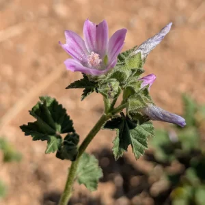 Malva multiflora