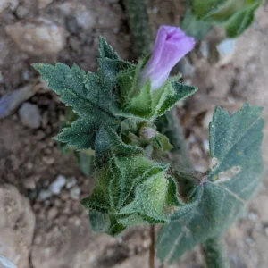 Malva multiflora - Deltoid epicalyx