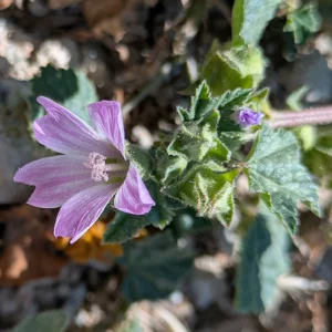 Malva multiflora Epicalyx segments are triangular and distinctly fused at the base