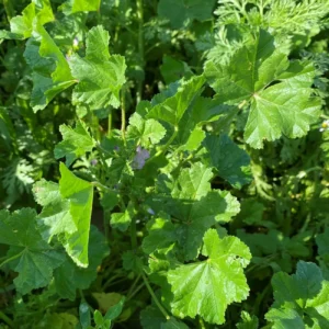 Malva multiflora erect