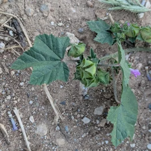 Malva multiflora - Multiple fruits