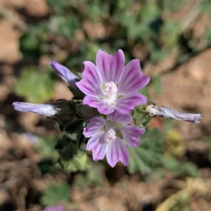 Malva multiflora - Petals around 15 mm long