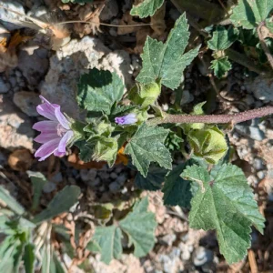 Malva multiflora - The deltoid shape of the epicalyx becomes even more apparent as the fruit matures