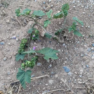 Malva multifora - Sample, sprawling, semi-erect plant on disturbed, dry ground