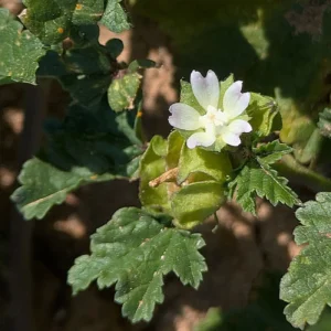 Malva parviflora