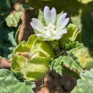 Malva parviflora