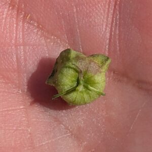 Malva parviflora - Epicalyx