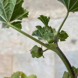 Malva parviflora - Epicalyx with linear segment