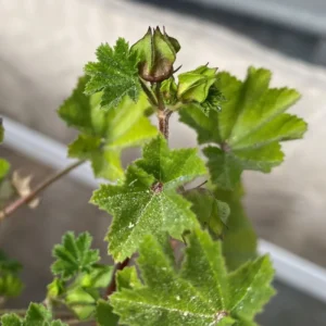 Malva parviflora erect plant