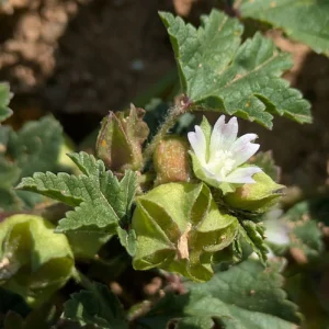Malva parviflora - The petals are consistently white or very pale pink