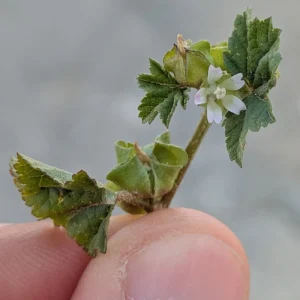Malva parviflora - The petals are only 3 - 5 mm long
