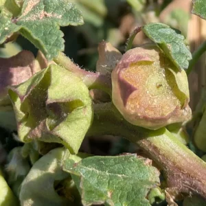 Malva parviflora - Upon fruiting, the calyx becomes greatly enlarged, papery, and spreading, often exposing the ring of seeds